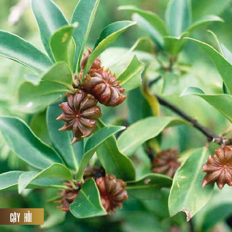 Nhang Thiền Vô Ưu - Ladding page 2