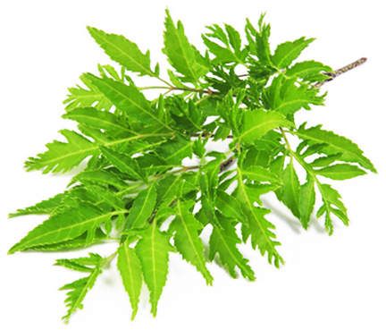 Nhang Thiền Vô Ưu 7