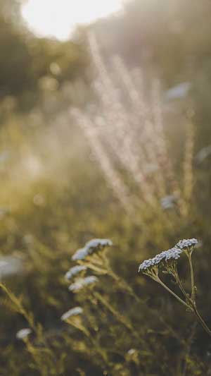 Dang Hydra icon feedback