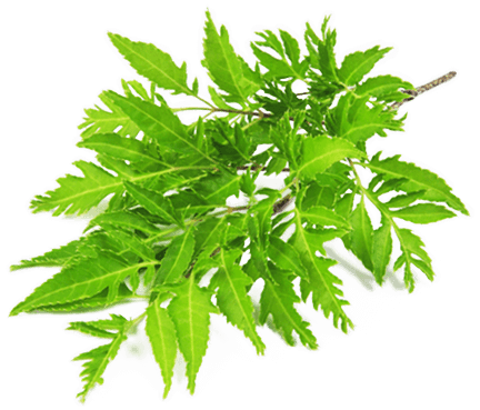 Lá đinh lăng HITA