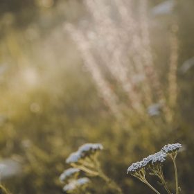 Nhang Thiền Vô Ưu 11